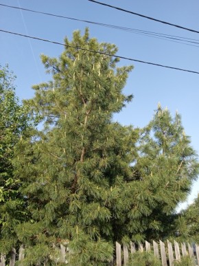 ул. Полынная,29 в Можайске - mozhajsk.yutvil.ru - фото 18 ул. Полынная,29 в Можайске - mozhajsk.yutvil.ru - фото 18